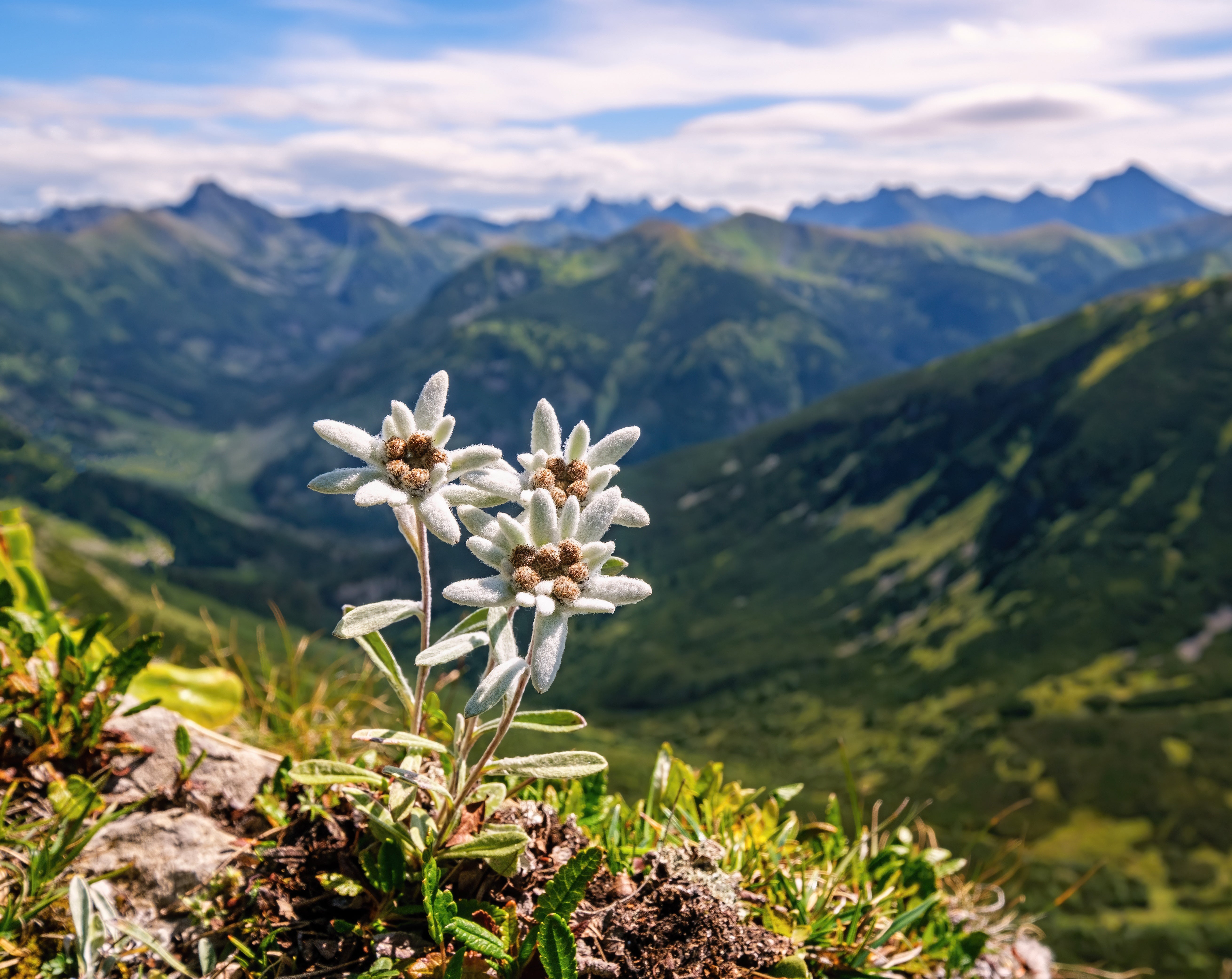 Edelweiss