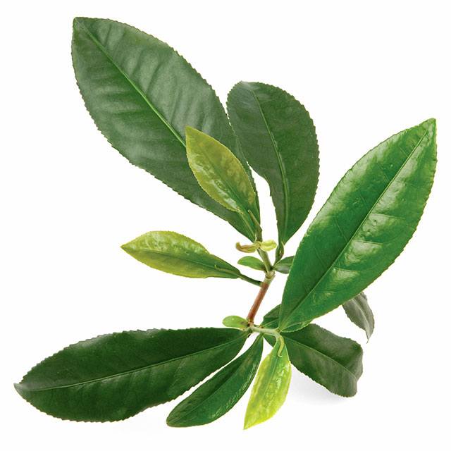 GREEN TEA