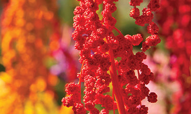 Natural hair serum image