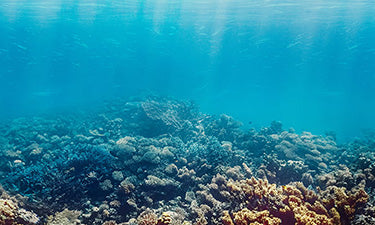 Reef-safe sunscreen image