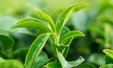 Natural hair products for a sensitive scalp image
