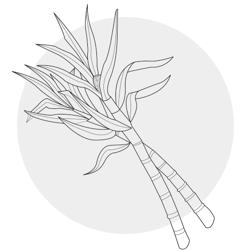 BAMBOO STEM