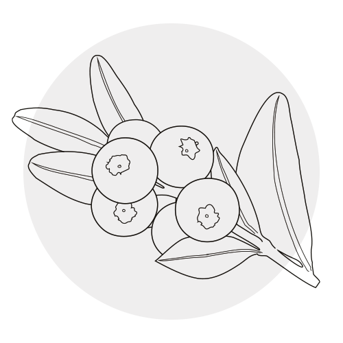 BILBERRY