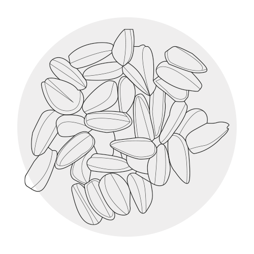 BLACK CUMIN OIL