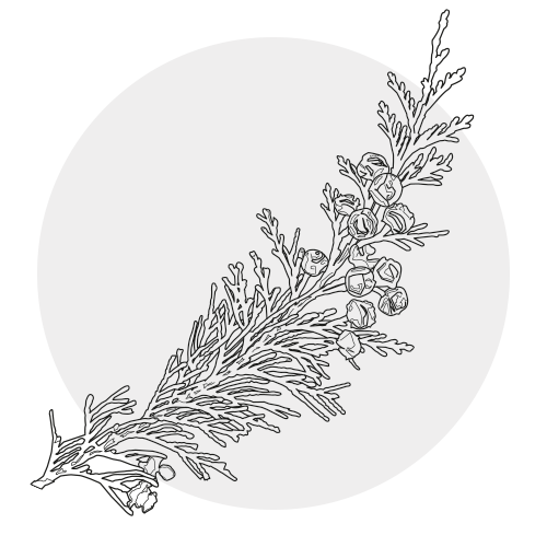 CEDARWOOD