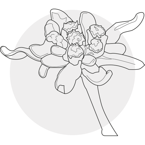 EDELWEISS