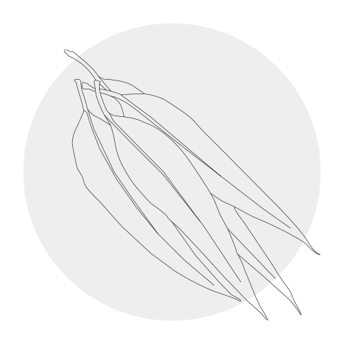 EUCALYPTUS GLOBULUS