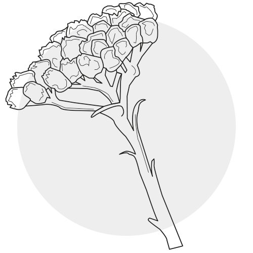 EVERLASTING FLOWER