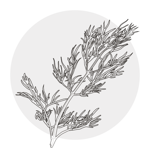 FENNEL OIL