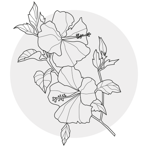 HIBISCUS