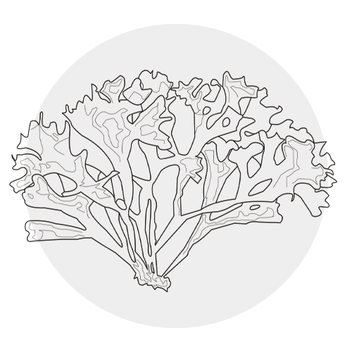 IRISH MOSS