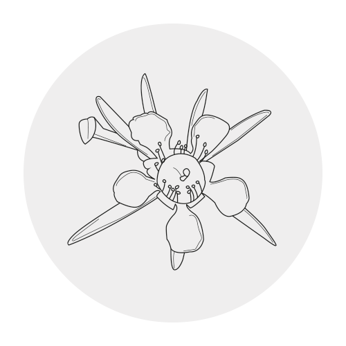 LEMON TEA TREE