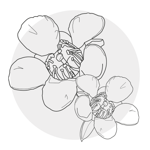MANUKA OIL