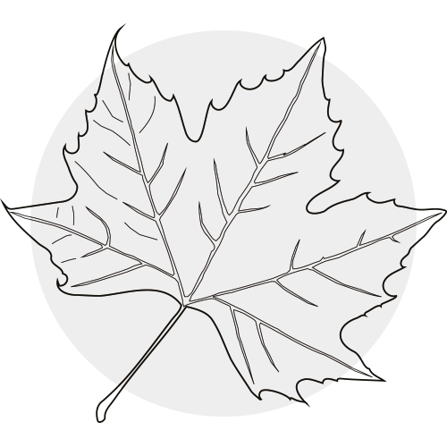 MAPLE SUGAR