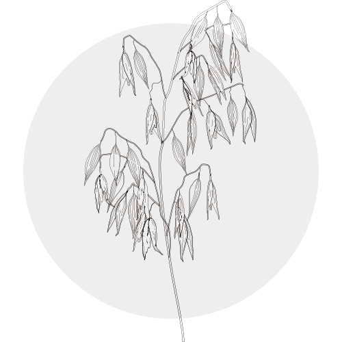OAT OIL