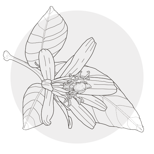 NEROLI OIL