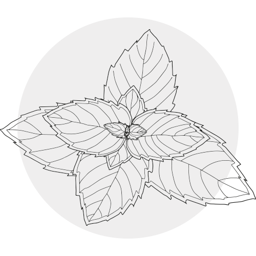 PEPPERMINT OIL