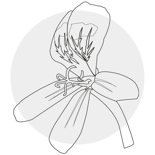 ROSE GERANIUM OIL