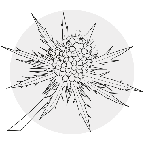 SEA HOLLY