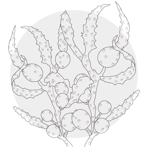 SEAWEED COMPLEX