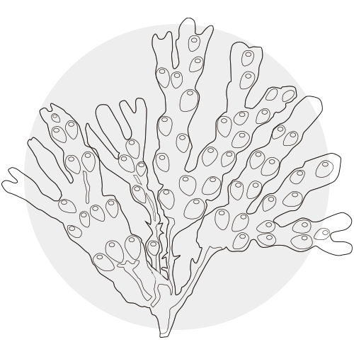 SEAWEED
