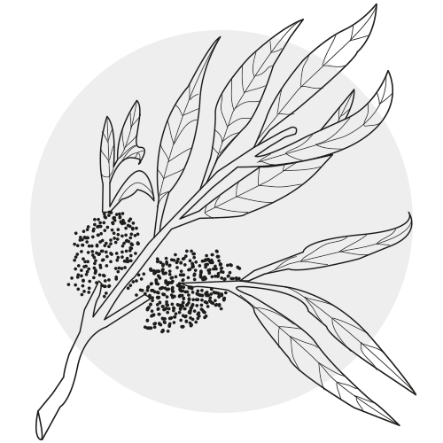 TEA TREE