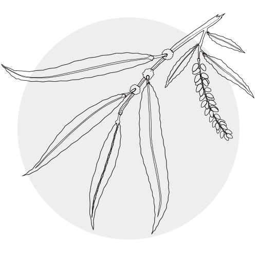 WILLOW BARK - WHITE