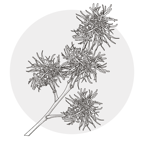 WITCH HAZEL