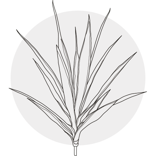 YUCCA